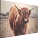 Highlander Cow Wall Art Decor