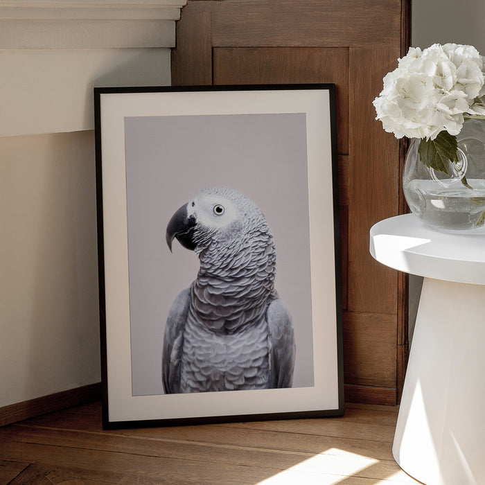 African Grey Framed Art Kathrin Pienaar | Home or Office Art