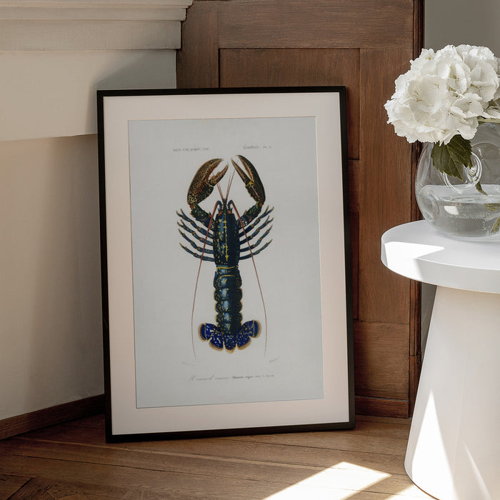Crimson Crawfish - Charles Dessalines D Orbigny Framed Art | Home or Office Art