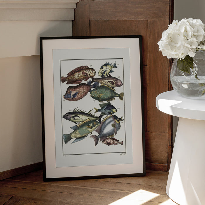 Exotic Fish (1767) By J V Schley - Pictufy Framed Art | Home or Office Art