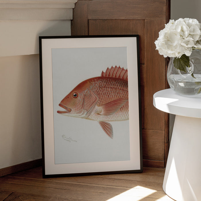 Red Snapper - Sherman F. Denton Framed Art | Home or Office Art