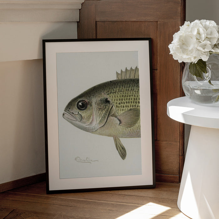 Rock Bass Crop - Sherman F. Denton Framed Art | Home or Office Art