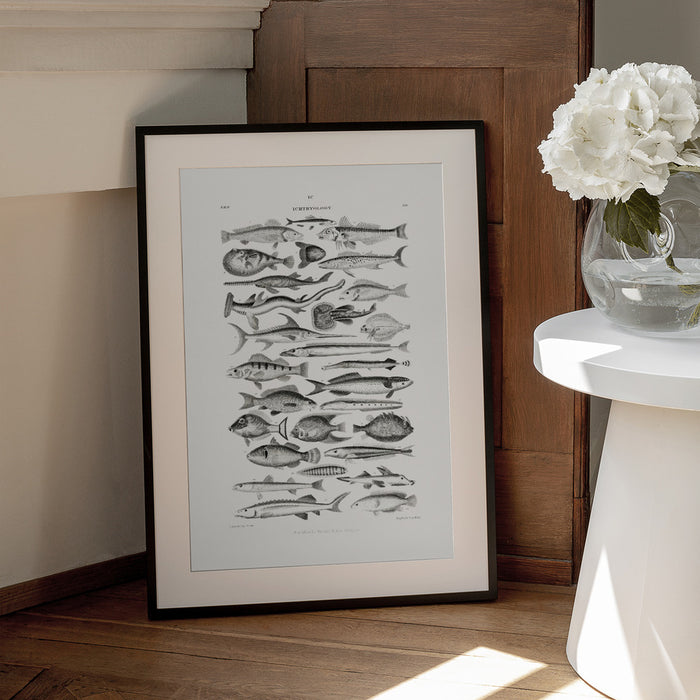 Sealife I - Oliver Goldsmith Framed Art | Home or Office Art