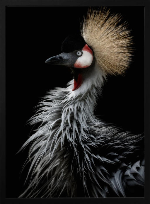 Crowned crane's portrait Framed Art Eiji Itoyama | Home or Office Art
