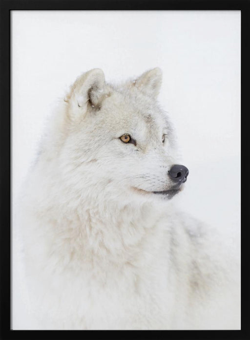 Portrait of an Arctic Wolf Framed Art Jim Cumming | Home or Office Art
