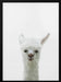 Llama Framed Art Pictufy Studio II | Home or Office Art