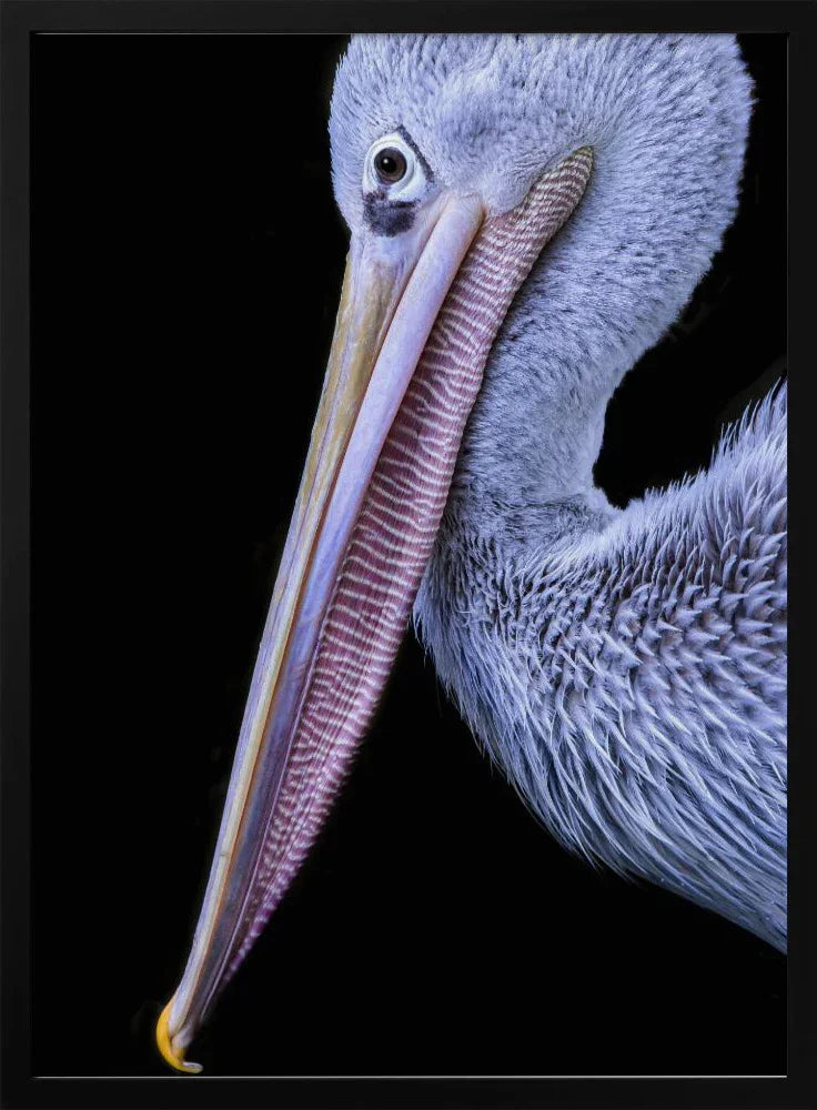 Shop Exquisite Pelican Art: Unique Frames for Your Masterpieces