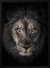 The king Framed Art Alex Zhao | Home or Office Art