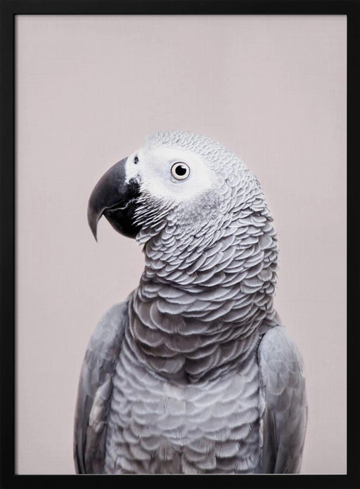 African Grey Framed Art Kathrin Pienaar | Home or Office Art