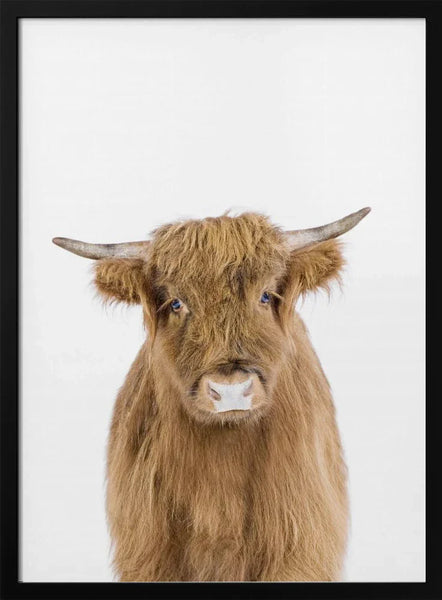 Baby Cow Framed Art Kathrin Pienaar | Home or Office Art