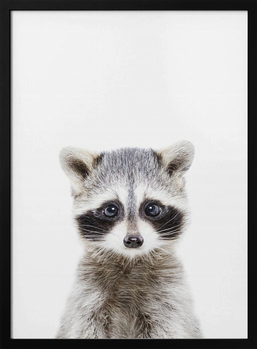 Baby Racoon Framed Art Kathrin Pienaar | Home or Office Art