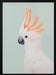 Cockatoo Framed Art Kathrin Pienaar | Home or Office Art