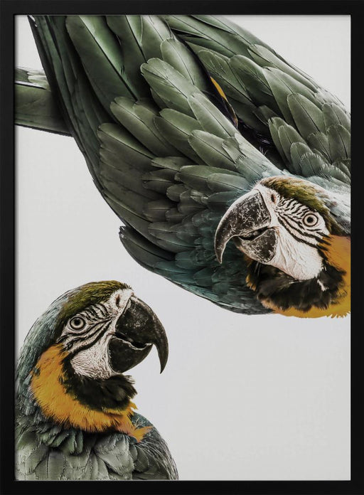 Amazonia Framed Art Shot by Clint | Home or Office Art