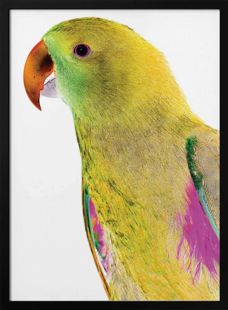Polly Framed Art Shot by Clint | Home or Office Art
