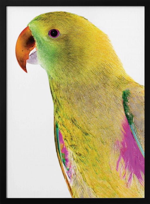 Polly Framed Art Shot by Clint | Home or Office Art