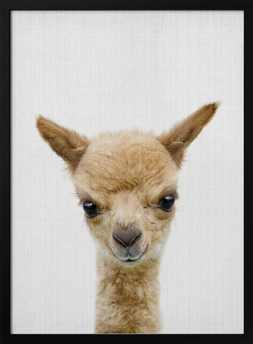 Peekaboo Baby Llama Framed Art Lola Peacock | Home or Office Art