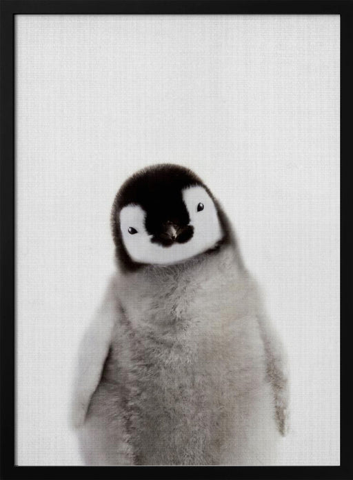 Peekaboo Baby Penguin Framed Art Lola Peacock | Home or Office Art