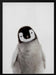 Peekaboo Baby Penguin Framed Art Lola Peacock | Home or Office Art