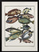 Exotic Fish (1767) By J V Schley - Pictufy Framed Art | Home or Office Art