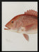 Red Snapper - Sherman F. Denton Framed Art | Home or Office Art