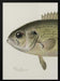 Rock Bass Crop - Sherman F. Denton Framed Art | Home or Office Art