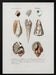 Sealife I - Charles Dessalines D Orbigny Framed Art | Home or Office Art