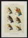 Salmon Fliee 1892 - Mary Orvis Marbury Framed Art | Home or Office Art