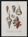 Sealife II - Charles Dessalines D Orbigny Framed Art | Home or Office Art
