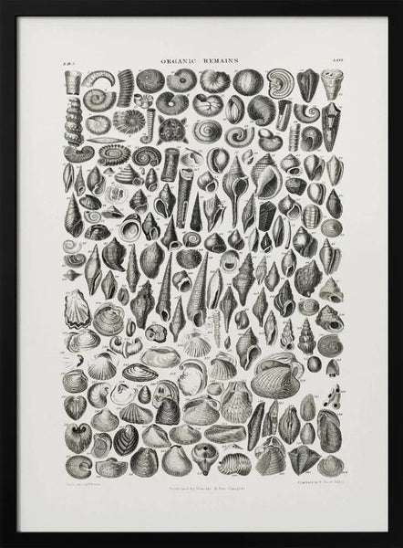 Sealife II - Pictufy Framed Art | Home or Office Art