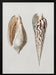 Two Mollusks Crop II - Charles Dessalines D Orbigny Framed Art | Home or Office Art
