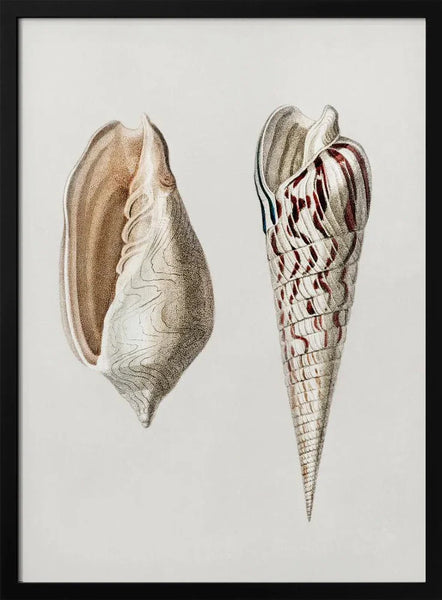 Two Mollusks Crop II - Charles Dessalines D Orbigny Framed Art | Home or Office Art