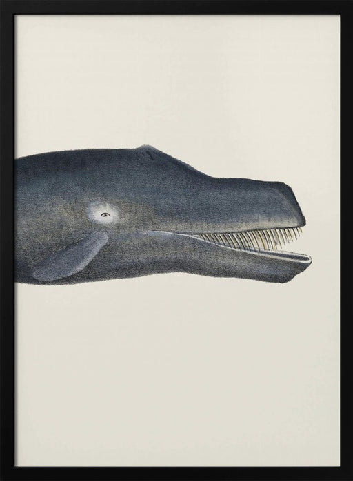 Whale I Tight Crop   Handcolored Sealife Lithograph 1824 - Vintage Poster Framed Art | Home or Office Art