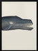 Whale I Tight Crop   Handcolored Sealife Lithograph 1824 - Vintage Poster Framed Art | Home or Office Art