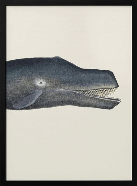 Whale I Tight Crop   Handcolored Sealife Lithograph 1824 - Vintage Poster Framed Art | Home or Office Art