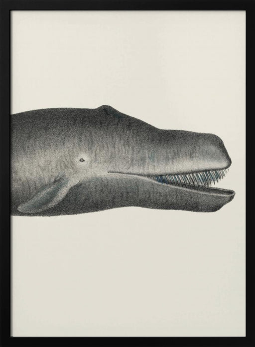 Whale Ii Tight Crop Handcolored Sealife Lithograph 1824 - Vintage Poster Framed Art | Home or Office Art