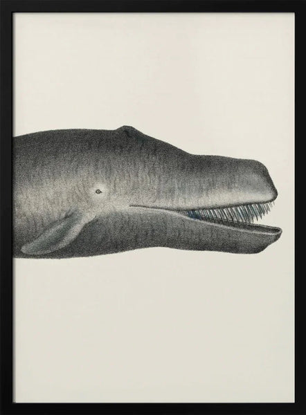 Whale Ii Tight Crop Handcolored Sealife Lithograph 1824 - Vintage Poster Framed Art | Home or Office Art