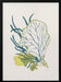 Algae No1 - Catalina Somolinos Framed Art | Home or Office Art