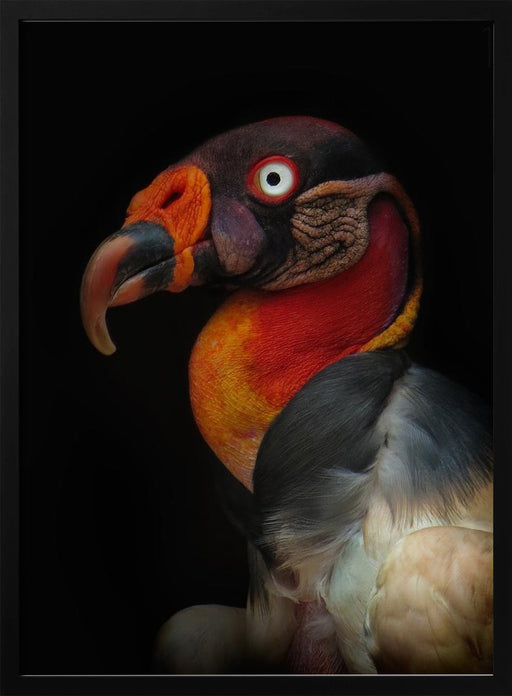 King vultureFramed ArtSarcoramphus papa Framed Art Ferdinando Valverde | Home or Office Art