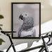 African Grey Framed Art Kathrin Pienaar | Home or Office Art