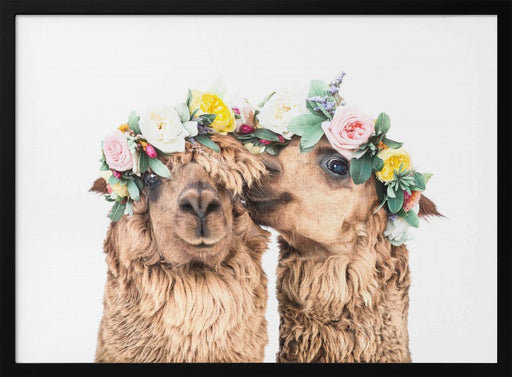 Boho Alpacas Framed Art Kathrin Pienaar | Home or Office Art