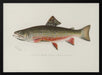 Male Brook Trout - Sherman F. Denton Framed Art | Home or Office Art