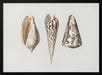 Three Mollusks Crop - Charles Dessalines D Orbigny Framed Art | Home or Office Art