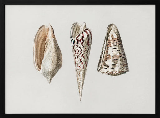Three Mollusks Crop - Charles Dessalines D Orbigny Framed Art | Home or Office Art
