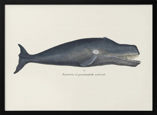 Whale I Antique Handcolored Sealife Lithograph 1824 - Vintage Poster Framed Art | Home or Office Art