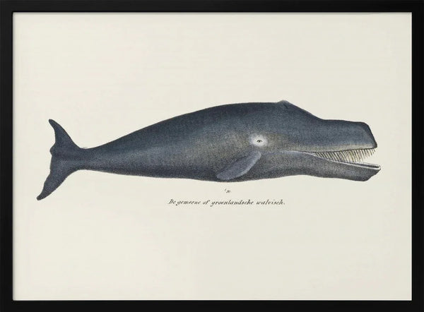 Whale I Antique Handcolored Sealife Lithograph 1824 - Vintage Poster Framed Art | Home or Office Art