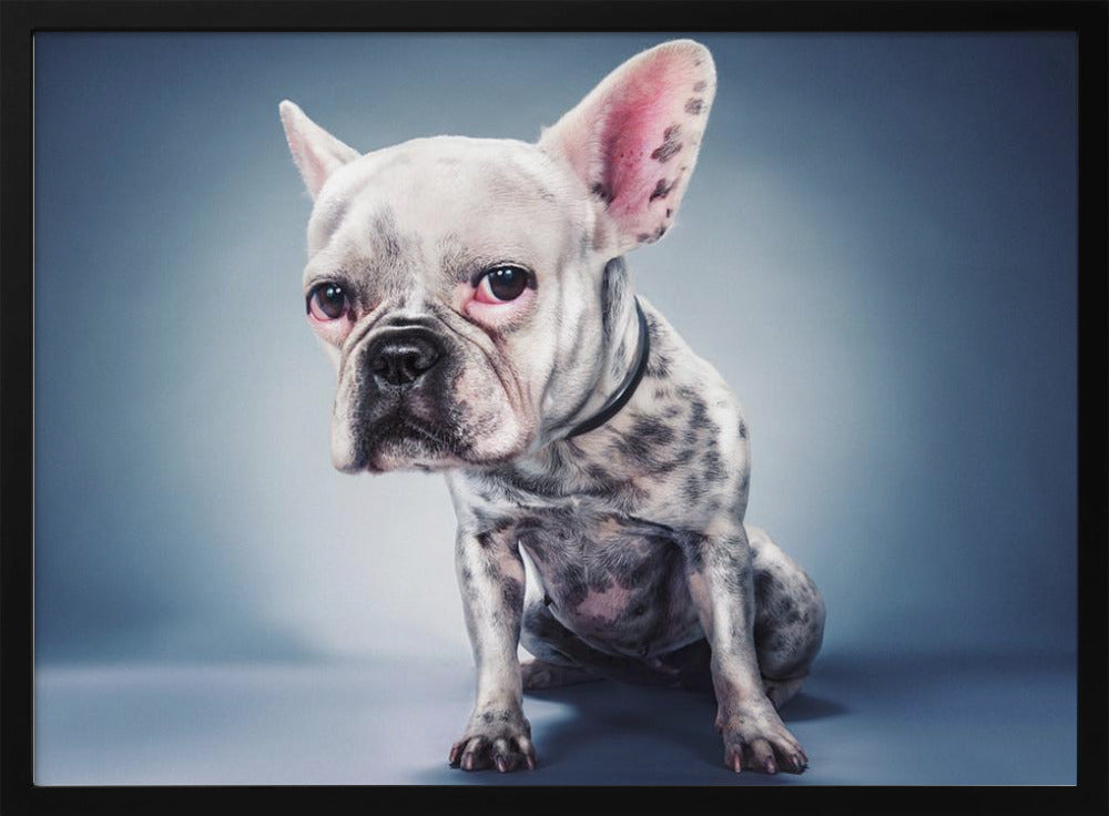 Stunning BULLDOG Art: Unique and Captivating Canine Creations
