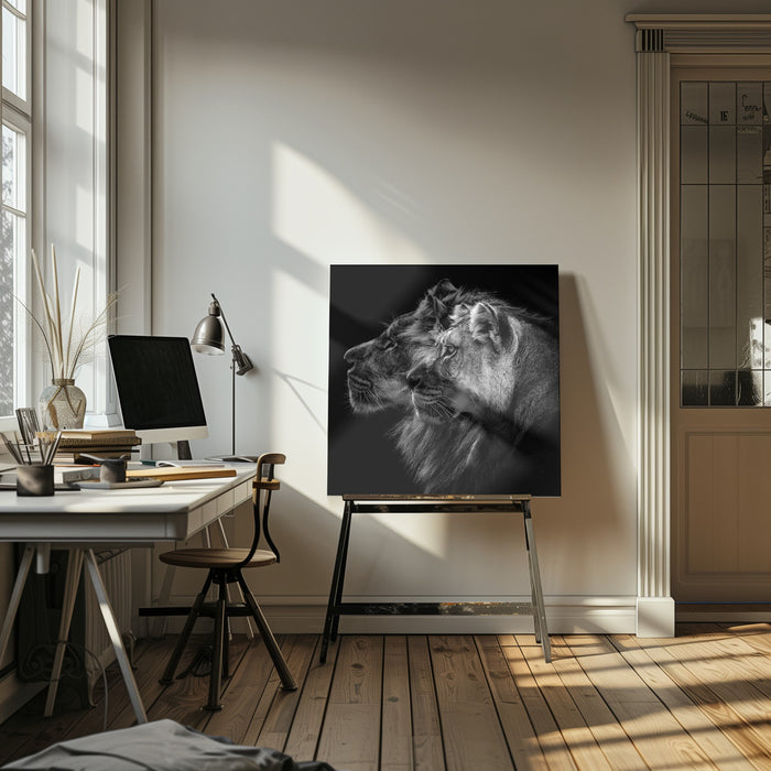 Lion and  lioness portrait Square Canvas Art  Laurent Lothare Dambreville 