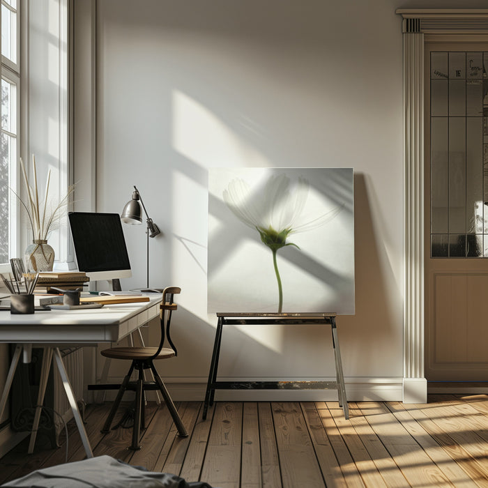 White cosmos by Lotte Grønkjær Square Canvas Print Art for Modern Home Decor. Decorate your office or living room with canvas artwork