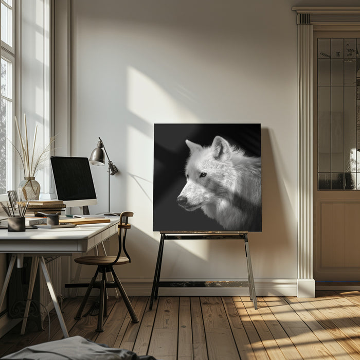 White Wolf #2 by Christian Meermann Square Canvas Print Art for Modern Home Decor. Decorate your office or living room with canvas artwork