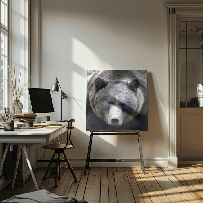 The Bear's look by Drago Vogrinec Square Canvas Print Art for Modern Home Decor. Decorate your office or living room with canvas artwork